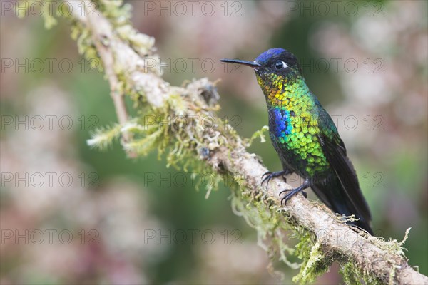 Fiery-throated hummingbird (Panterpe insignis) sitting on branch