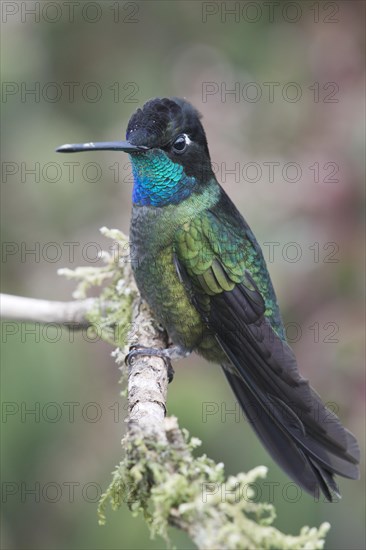 Magnificent Hummingbird (Eugene fulgens) perched on a tree branch