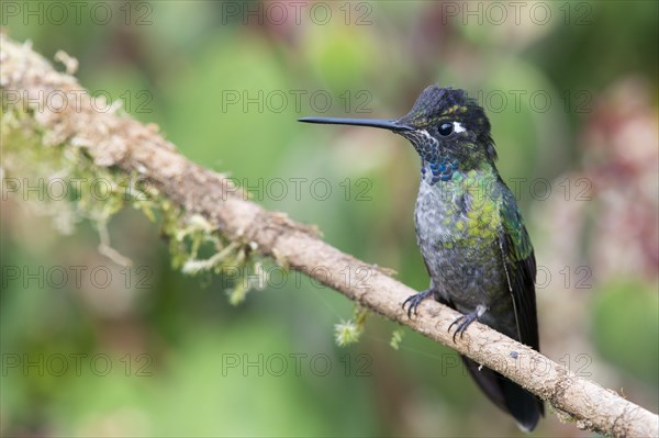 Magnificent Hummingbird (Eugene fulgens) perched on a tree branch