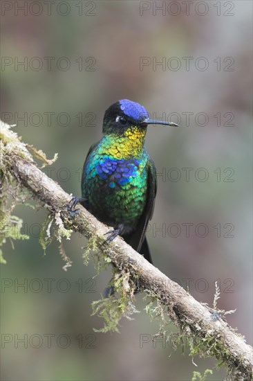 Fiery-throated hummingbird (Panterpe insignis) sitting on branch