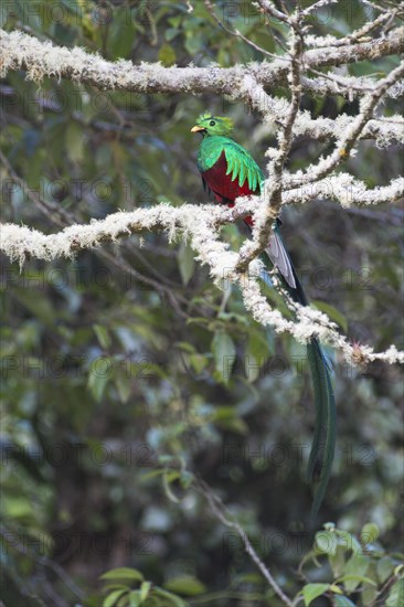 Resplendent quetzal (Pharomachrus mocinno) sitting on mossy branch