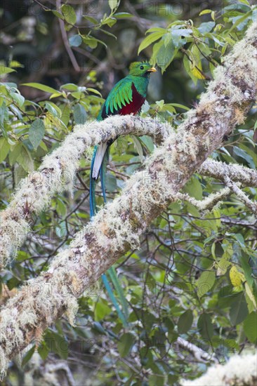 Resplendent quetzal (Pharomachrus mocinno) sitting on mossy branch