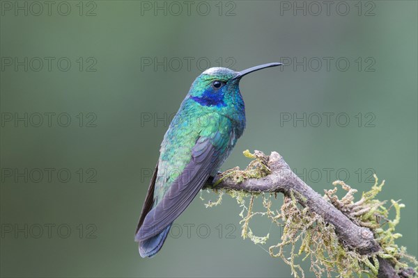 Green violetear (Colibri thalassinus) sitting on branch