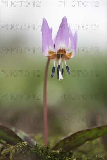 Dogtooth Violet (Erythronium dens-canis)