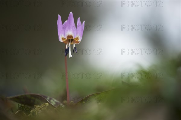 Dogtooth Violet (Erythronium dens-canis)