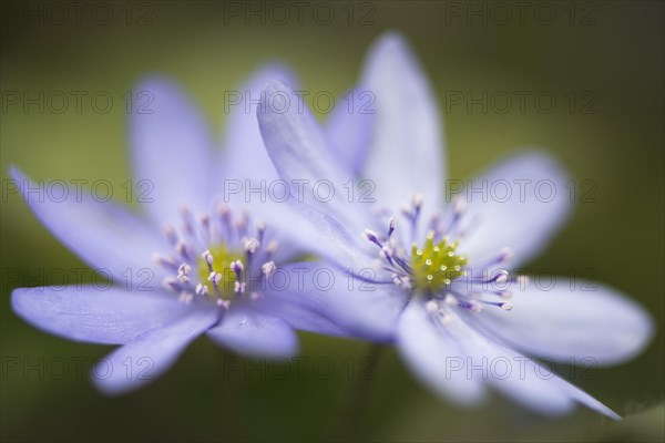 Hepatica transsilvanica (Hepatica transsylvanica)