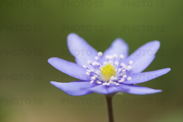 Hepatica transsilvanica (Hepatica transsylvanica)