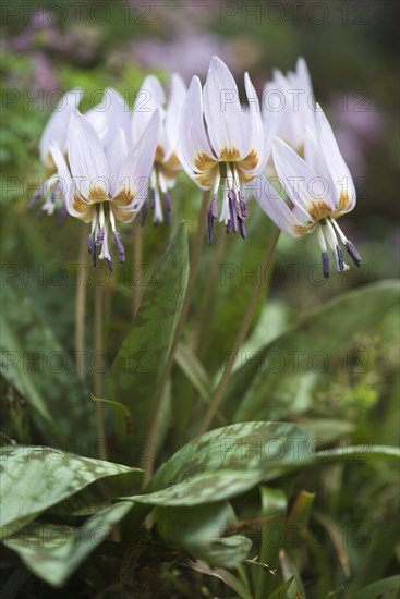 Dog's-tooth-violet (Erythronium dens-canis)