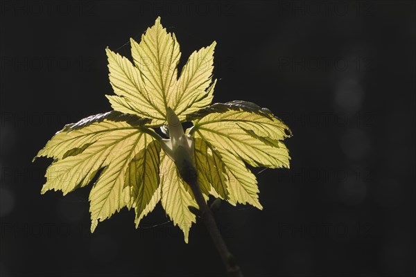 Sycamore (Acer pseudoplatanus)