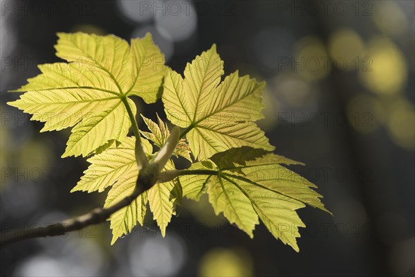 Sycamore (Acer pseudoplatanus)