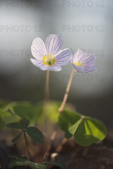 Wood sorrel (Oxalis acetosella)