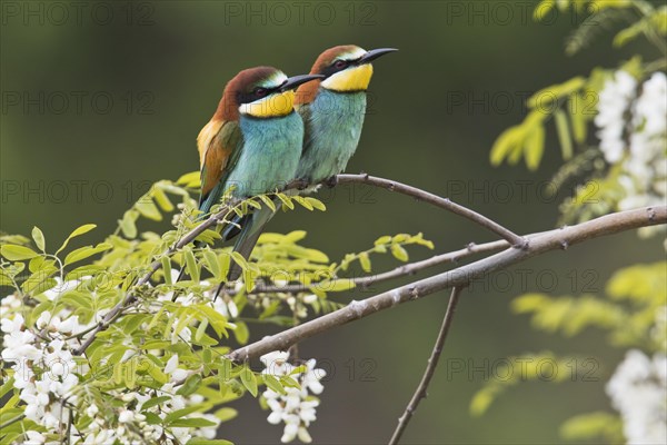 Bee-eaters (Merops apiaster)