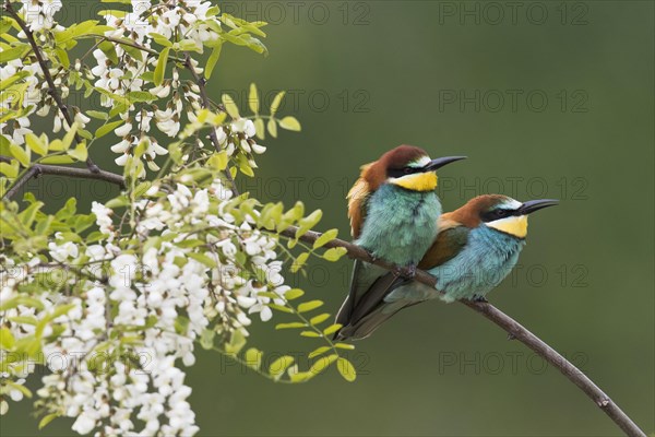 Bee-eaters (Merops apiaster)