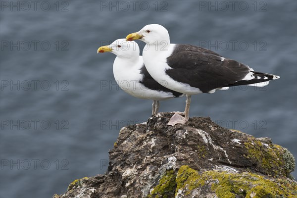 Great black-backed gulls (Larus marinus)