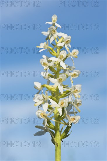 Lesser Butterfly Orchid (Platanthera bifolia)