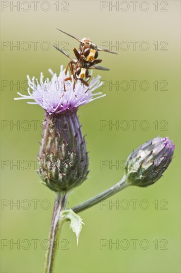 Sicus ferrugineus (Sicus ferrugineus)