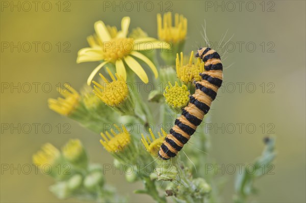 Caterpillar from Cinnabar Moth (Tyria jacobaeae)