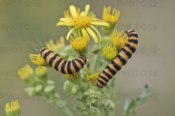 Caterpillars from Cinnabar Moth (Tyria jacobaeae)