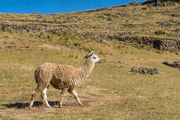 Alpaca (Vicugna pacos)