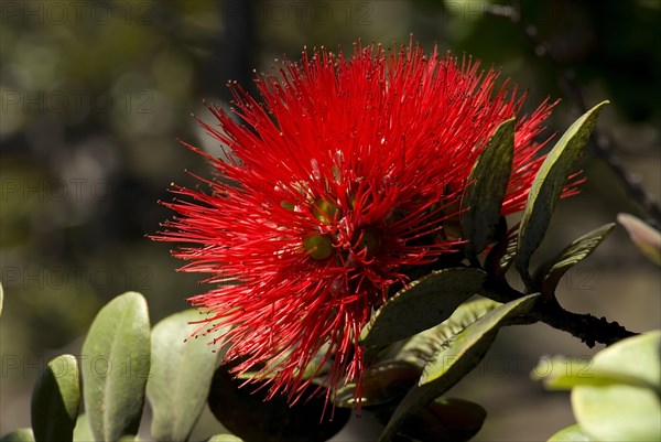 Lehua flower (Metrosideros polymorpha)