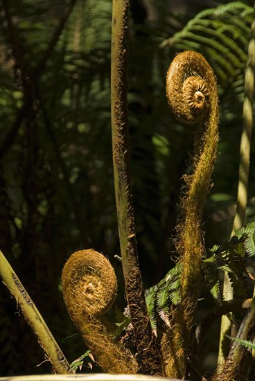 Tree Fern (Cyatheales)