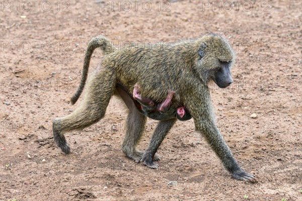 Anubis baboon or olive baboon (Papio anubis)