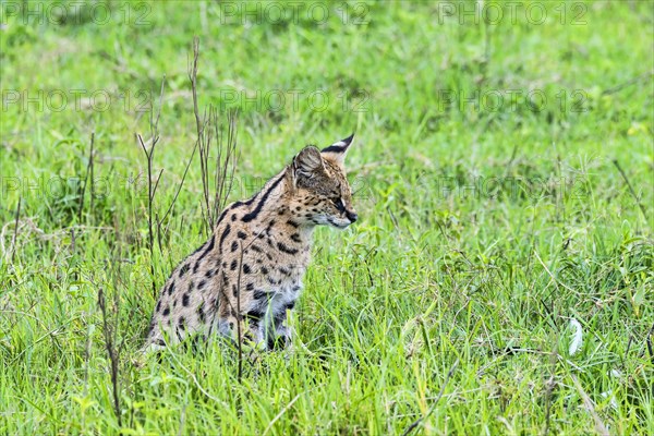 Serval (Leptailurus serval)