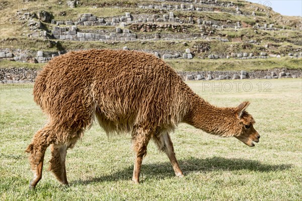 Alpaca (Vicugna pacos)