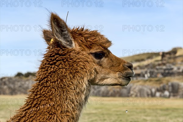 Alpaca (Vicugna pacos)