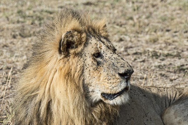 Lion (Panthera leo)