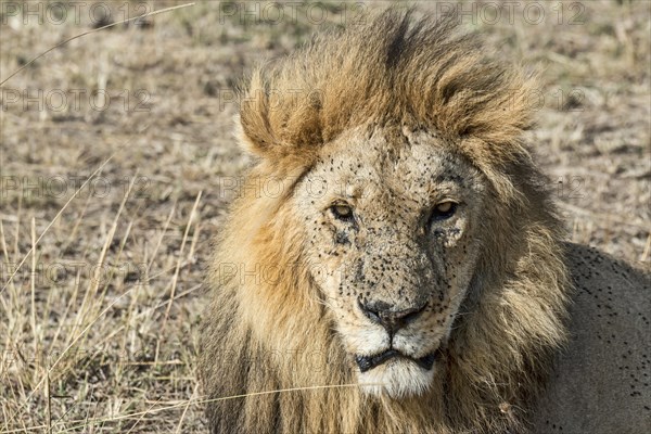 Lion (Panthera leo)