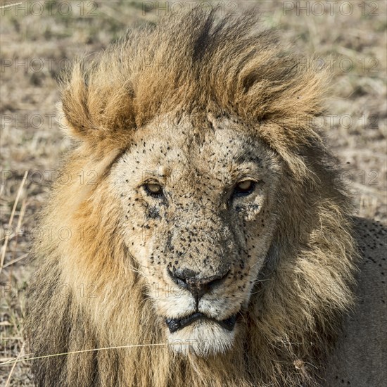 Lion (Panthera leo)