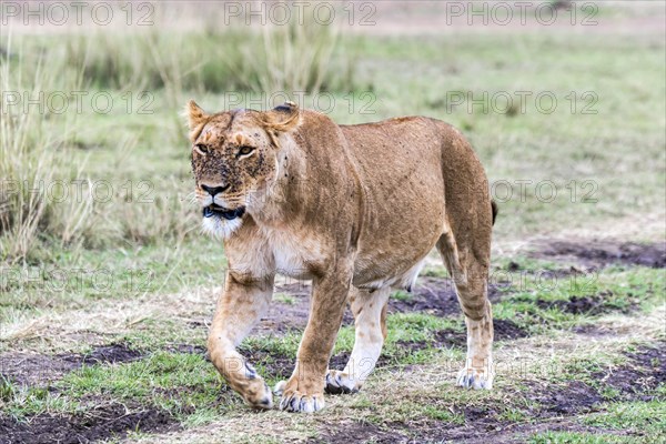 Lioness (Panthera leo)