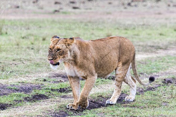 Lioness (Panthera leo)