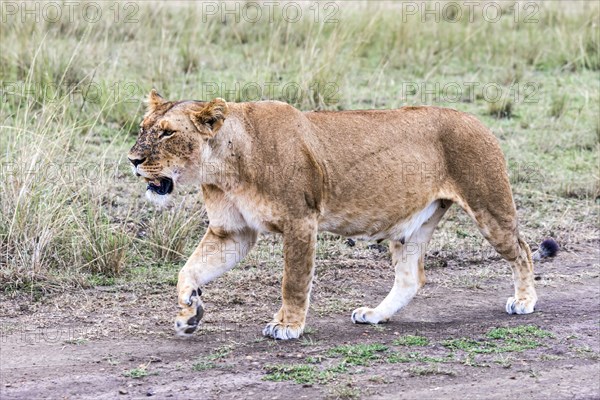 Lioness (Panthera leo)