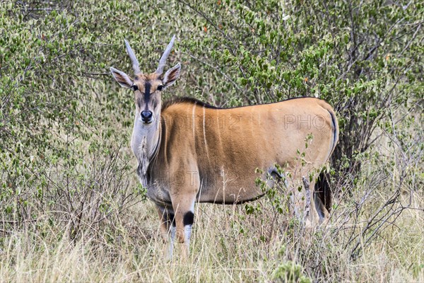 Common eland (Taurotragus oryx)