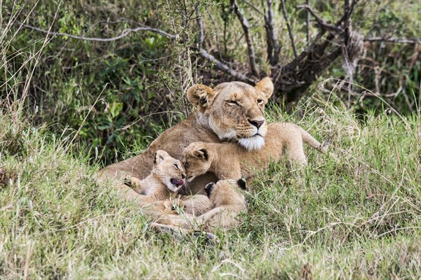 Lioness (Panthera leo) with young