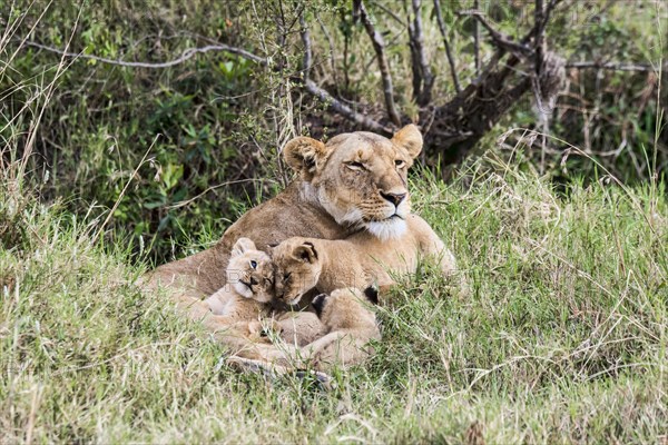 Lioness (Panthera leo) with young