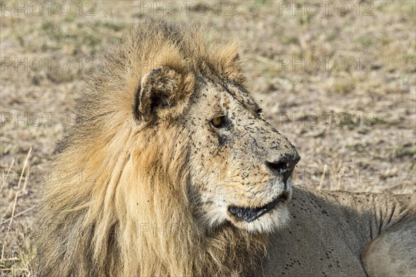 Lion (Panthera leo)