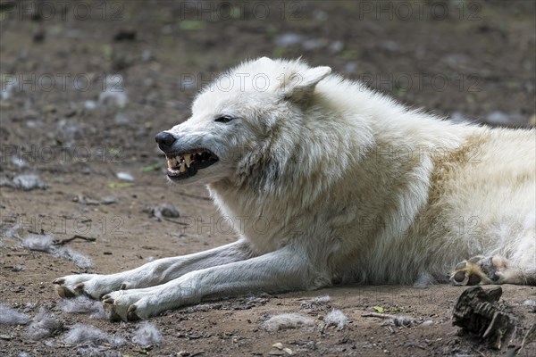 Arctic Wolf (Canis lupus arctos) captive