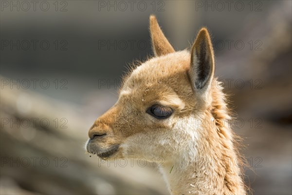 Vicuna (Vicugna vicugna)