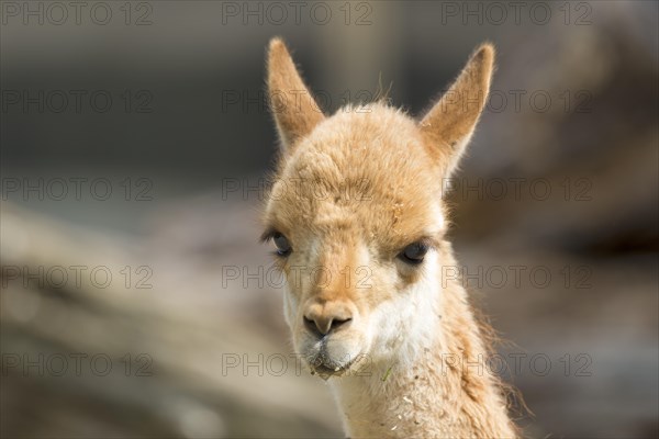 Vicuna (Vicugna vicugna)