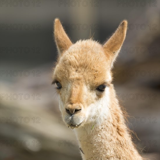 Vicuna (Vicugna vicugna)