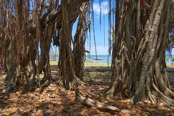 Indian banyan