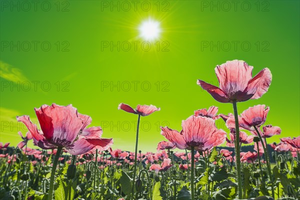 Field with flowering Opium Poppy (Papaver somniferum)