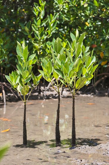 Red Mangrove (Rhizophora mangle)