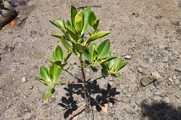 Red Mangrove (Rhizophora mangle)