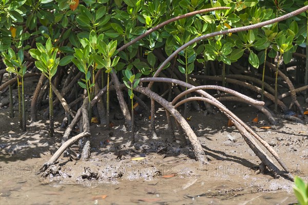 Red Mangrove (Rhizophora mangle)