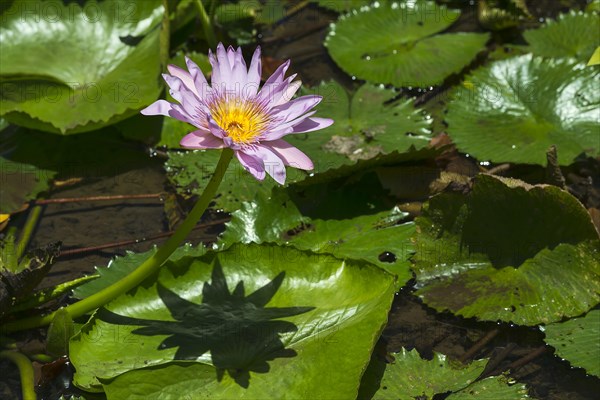 Lotus flower (Nelumbo sp.)