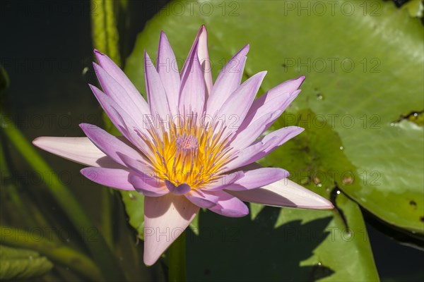 Lotus flower (Nelumbo)